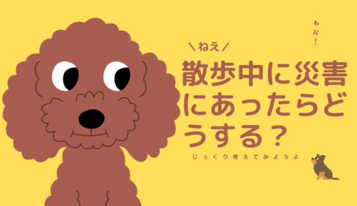 犬と散歩中に地震にあったら・・・